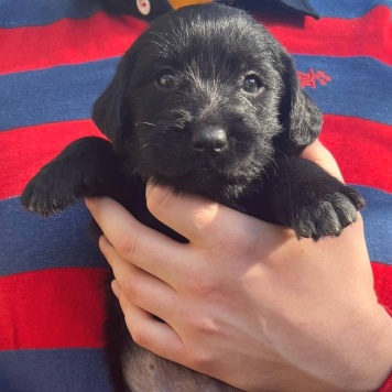 Собаки в добрые руки - Ума - 2