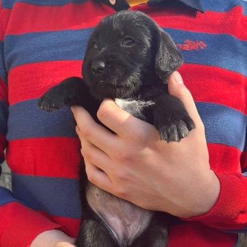 Собаки в добрые руки - Ума - 3