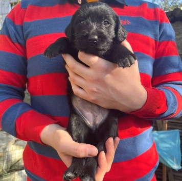 Собаки в добрые руки - Ума - 4