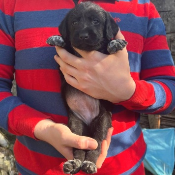 Фанни - Собаки в добрые руки