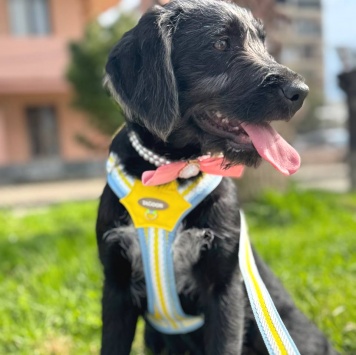 Собаки в добрые руки - Фанни