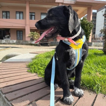 Собаки в добрые руки - Фанни - 1