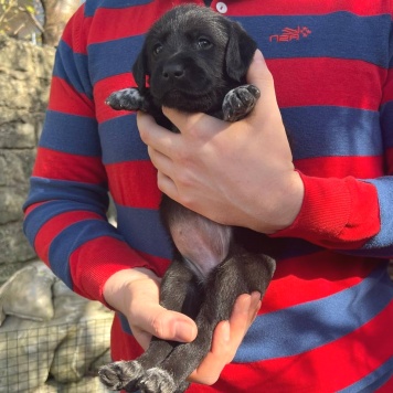 Собаки в добрые руки - Фанни - 2