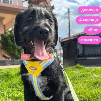 Собаки в добрые руки - Фанни - 2