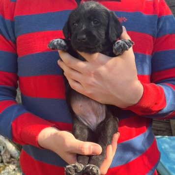 Собаки в добрые руки - Фанни - 3