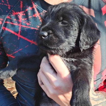 Собаки в добрые руки - Фанни - 4