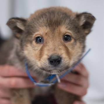 Хома - Собаки в добрые руки