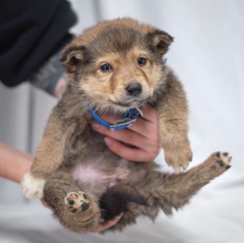 Собаки в добрые руки - Хома - 1