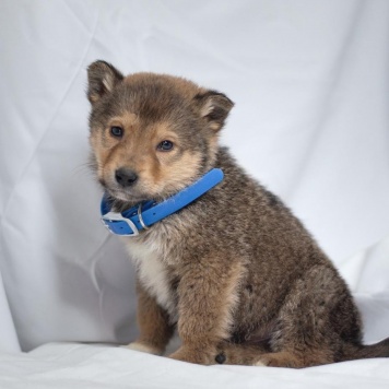 Собаки в добрые руки - Хома - 2