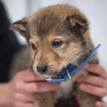 Собаки в добрые руки - Хома - 3
