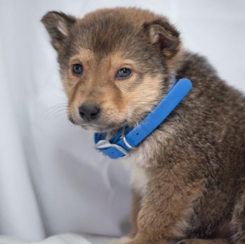 Собаки в добрые руки - Хома - 4