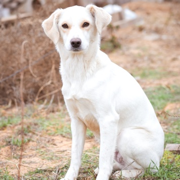 Собаки в добрые руки - Белка - 1