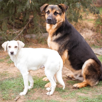 Собаки в добрые руки - Белка - 3