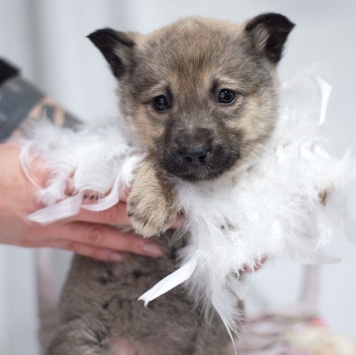 Собаки в добрые руки - Пипу - 1
