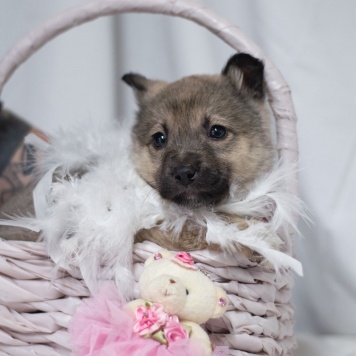 Собаки в добрые руки - Пипу - 2