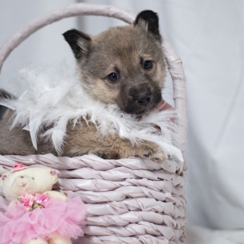 Собаки в добрые руки - Пипу - 3