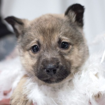 Собаки в добрые руки - Пипу - 4