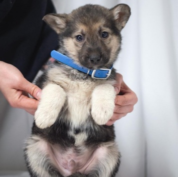 Щенок мальчик - Собаки в добрые руки