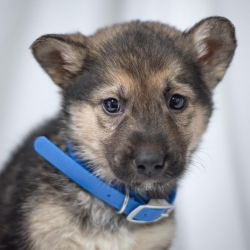 Собаки в добрые руки - Щенок мальчик - 1