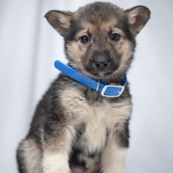 Собаки в добрые руки - Щенок мальчик - 2