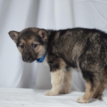 Собаки в добрые руки - Щенок мальчик - 3