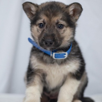 Собаки в добрые руки - Щенок мальчик - 4