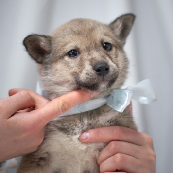 Собаки в добрые руки - Щенок девочка