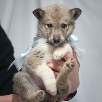 Собаки в добрые руки - Щенок девочка - 1