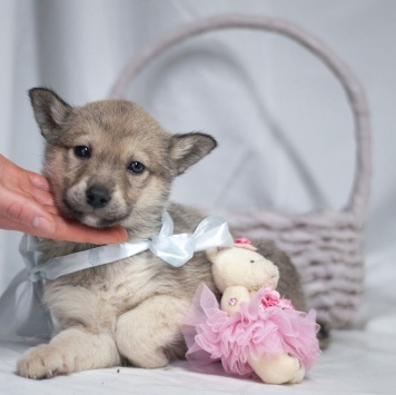 Собаки в добрые руки - Щенок девочка - 2