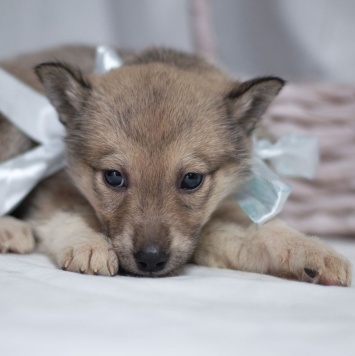 Собаки в добрые руки - Щенок девочка - 3