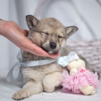 Собаки в добрые руки - Щенок девочка - 4