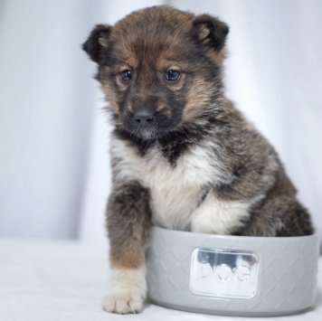 Девочка - Собаки в добрые руки