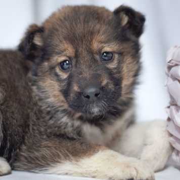 Собаки в добрые руки - Девочка - 1
