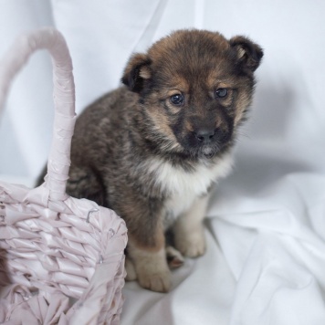 Собаки в добрые руки - Девочка - 2