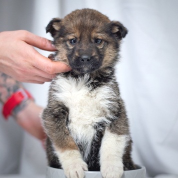 Собаки в добрые руки - Девочка - 3