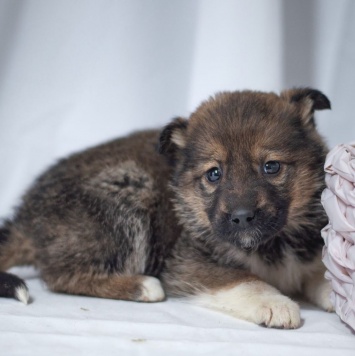 Собаки в добрые руки - Девочка - 4