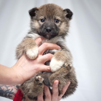 Девочка - Собаки в добрые руки
