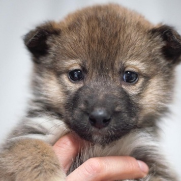 Собаки в добрые руки - Девочка - 1