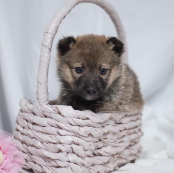 Собаки в добрые руки - Девочка - 3