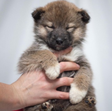 Собаки в добрые руки - Девочка - 4