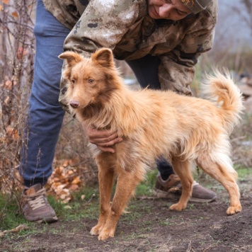 Собаки в добрые руки - Андрюша - 2