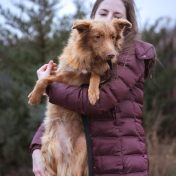 Собаки в добрые руки - Андрюша - 4