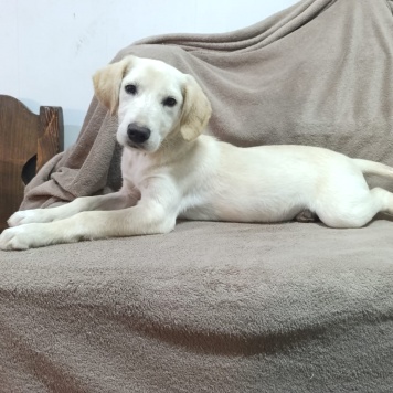 Пурга - Собаки в добрые руки