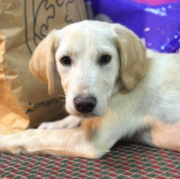 Пурга - Собаки в добрые руки