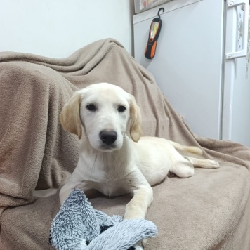 Собаки в добрые руки - Пурга - 1