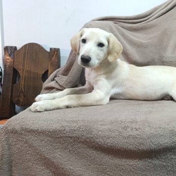 Собаки в добрые руки - Пурга - 2