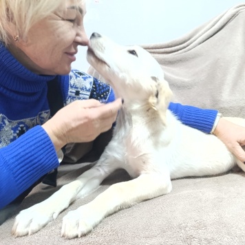 Собаки в добрые руки - Пурга - 3