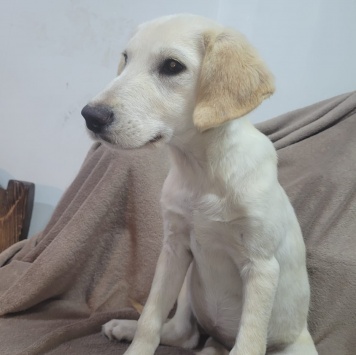 Собаки в добрые руки - Пурга - 4