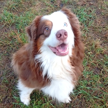 Собаки в добрые руки - Аусси - 1