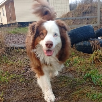 Собаки в добрые руки - Аусси - 2